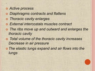 .
 Active process
 Diaphragms contracts and flattens
 Thoracic cavity enlarges
 External intercostals muscles contract
 The ribs move up and outward and enlarges the
thoracic cavity
 Total volume of the thoracic cavity increases
Decrease in air pressure
 The elastic lungs expand and air flows into the
lungs
 