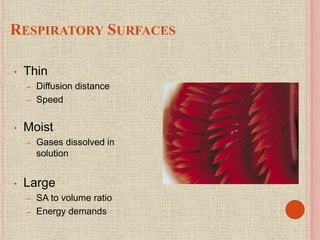 RESPIRATORY SURFACES
• Thin
– Diffusion distance
– Speed
• Moist
– Gases dissolved in
solution
• Large
– SA to volume ratio
– Energy demands
 