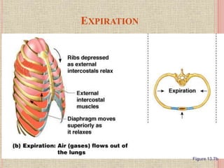 EXPIRATION
Figure 13.7b
 