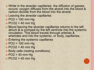  While in the alveolar capillaries, the diffusion of gasses
occurs: oxygen diffuses from the alveoli into the blood &
carbon dioxide from the blood into the alveoli.
 Leaving the alveolar capillaries
 PO2 = 100 mm Hg
 PCO2 = 40 mm Hg
 Blood leaving the alveolar capillaries returns to the left
atrium & is pumped by the left ventricle into the systemic
circulation. This blood travels through arteries &
arterioles and into the systemic, or body, capillaries.
 Entering the systemic capillaries
 PO2 = 100 mm Hg
 PCO2 = 40 mm Hg
 Body cells (resting conditions)
 PO2 = 40 mm Hg
 PCO2 = 45 mm Hg
 