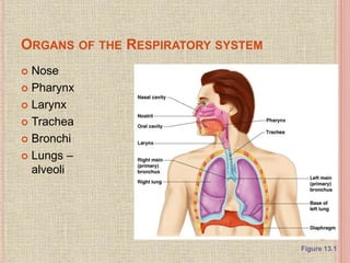 ORGANS OF THE RESPIRATORY SYSTEM
 Nose
 Pharynx
 Larynx
 Trachea
 Bronchi
 Lungs –
alveoli
Figure 13.1
 