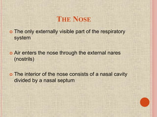 THE NOSE
 The only externally visible part of the respiratory
system
 Air enters the nose through the external nares
(nostrils)
 The interior of the nose consists of a nasal cavity
divided by a nasal septum
 