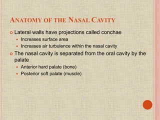 ANATOMY OF THE NASAL CAVITY
 Lateral walls have projections called conchae
 Increases surface area
 Increases air turbulence within the nasal cavity
 The nasal cavity is separated from the oral cavity by the
palate
 Anterior hard palate (bone)
 Posterior soft palate (muscle)
 