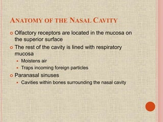 ANATOMY OF THE NASAL CAVITY
 Olfactory receptors are located in the mucosa on
the superior surface
 The rest of the cavity is lined with respiratory
mucosa
 Moistens air
 Traps incoming foreign particles
 Paranasal sinuses
 Cavities within bones surrounding the nasal cavity
 