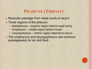 PHARYNX (THROAT)
 Muscular passage from nasal cavity to larynx
 Three regions of the pharynx
 Nasopharynx – superior region behind nasal cavity
 Oropharynx – middle region behind mouth
 Laryngopharynx – inferior region attached to larynx
 The oropharynx and laryngopharynx are common
passageways for air and food
 