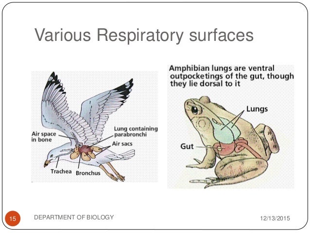 Gaseous exchange in mammals