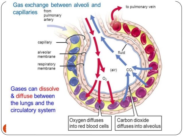 Should Gas Exchange Be Efficient For Mammals