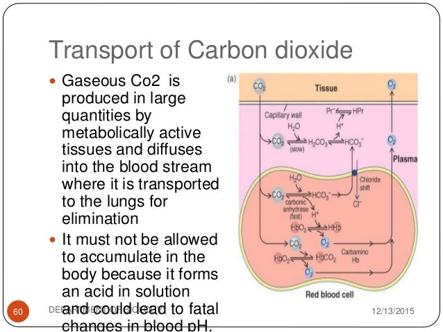 Gaseous exchange in mammals