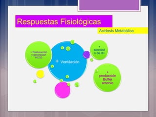Respuestas Fisiológicas
+ Ventilación
+ Reabsorción
y generación
HCO3
+
secreció
n de H+
+
producción
Buffer
amonio
Acidosis Metabólica
 