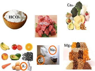 Na+
K+
Mg2+
Ca2+
HPO4-
CL-
HCO3-
 