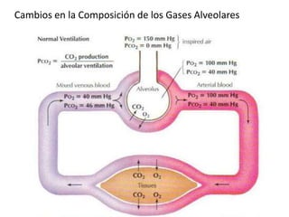 Cambios en la Composición de los Gases Alveolares
Figure 39-3; Guyton & Hall
 