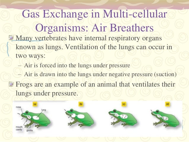 Gas exchange
