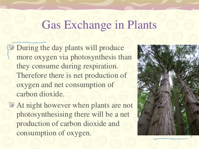 Where does gas exchange occur?