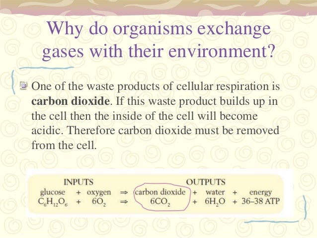 Gas Exchange