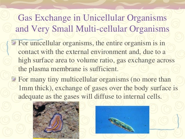 Gas exchange