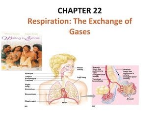 CHAPTER 22
Respiration: The Exchange of
Gases
 