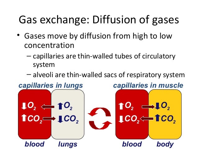 Gas Exchange The Diffusion Of Gases Across