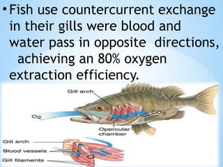 Gas Exchange in Animals (Including Human) | PPTX