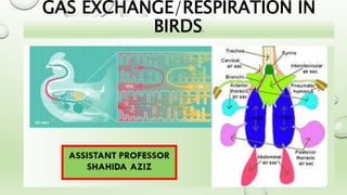 GAS EXCHANGE/RESPIRATION IN
BIRDS.
 