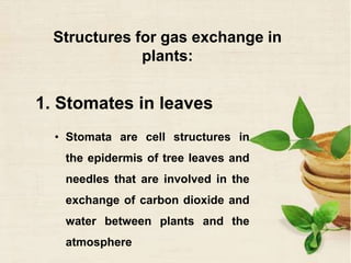 Structures for gas exchange in
plants:
1. Stomates in leaves
• Stomata are cell structures in
the epidermis of tree leaves and
needles that are involved in the
exchange of carbon dioxide and
water between plants and the
atmosphere
 