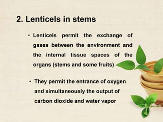 2. Lenticels in stems
• Lenticels permit the exchange of
gases between the environment and
the internal tissue spaces of the
organs (stems and some fruits)
• They permit the entrance of oxygen
and simultaneously the output of
carbon dioxide and water vapor
 