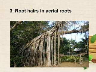 3. Root hairs in aerial roots
 