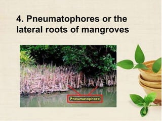 4. Pneumatophores or the
lateral roots of mangroves
 