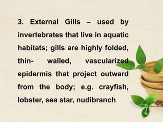 3. External Gills – used by
invertebrates that live in aquatic
habitats; gills are highly folded,
thin- walled, vascularized
epidermis that project outward
from the body; e.g. crayfish,
lobster, sea star, nudibranch
 