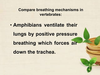 Compare breathing mechanisms in
vertebrates:
• Amphibians ventilate their
lungs by positive pressure
breathing which forces air
down the trachea.
 