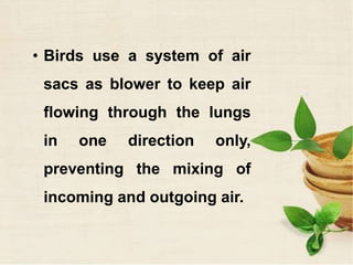 • Birds use a system of air
sacs as blower to keep air
flowing through the lungs
in one direction only,
preventing the mixing of
incoming and outgoing air.
 