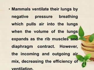 • Mammals ventilate their lungs by
negative pressure breathing
which pulls air into the lungs
when the volume of the lungs
expands as the rib muscles and
diaphragm contract. However,
the incoming and outgoing air
mix, decreasing the efficiency of
 