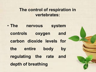 The control of respiration in
vertebrates:
• The nervous system
controls oxygen and
carbon dioxide levels for
the entire body by
regulating the rate and
depth of breathing
 