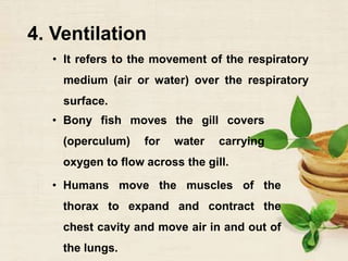 4. Ventilation
• It refers to the movement of the respiratory
medium (air or water) over the respiratory
surface.
• Bony fish moves the gill covers
(operculum) for water carrying
oxygen to flow across the gill.
• Humans move the muscles of the
thorax to expand and contract the
chest cavity and move air in and out of
the lungs.
 