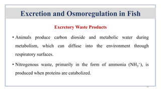 Gas Exchange Concept, Excretion and Osmoregulation in Fish and ...