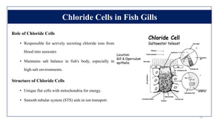 Gas Exchange Concept, Excretion and Osmoregulation in Fish and ...
