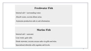 Gas Exchange Concept, Excretion and Osmoregulation in Fish and ...