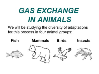 GAS EXCHANGE
IN ANIMALS
We will be studying the diversity of adaptations
for this process in four animal groups:
MammalsFish Birds Insects
 