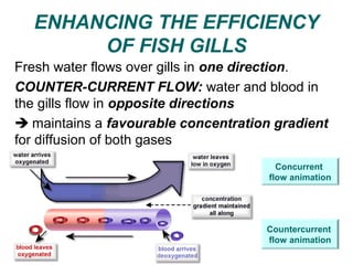 Countercurrent Diffusion Gas exchange in animals by madeleine | PPT