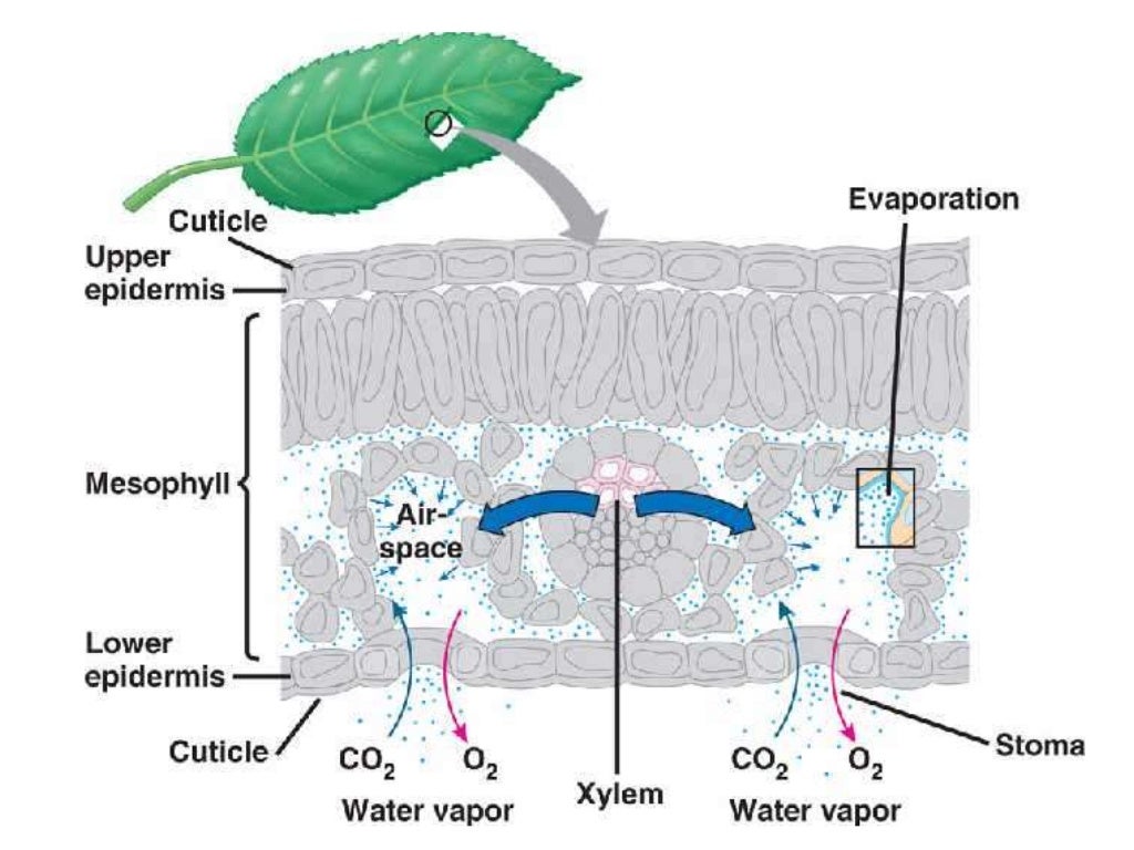 Gas exchange in plants