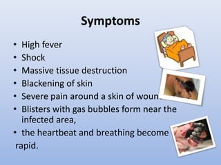 SymptomsHigh feverShockMassive tissue destructionBlackening of skinSevere pain around a skin of woundBlisters with gas bubbles form near the infected area, the heartbeat and breathing becomerapid.