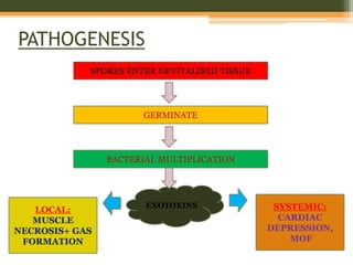 PATHOGENESIS
SPORES ENTER DEVITALISED TISSUE
GERMINATE
BACTERIAL MULTIPLICATION
EXOTOXINS
LOCAL:
MUSCLE
NECROSIS+ GAS
FORMATION
SYSTEMIC:
CARDIAC
DEPRESSION,
MOF
 