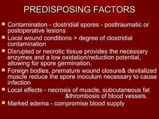 PREDISPOSING FACTORSPREDISPOSING FACTORS
 Contamination - clostridial spores - posttraumatic or
postoperative lesions
 Local wound conditions > degree of clostridial
contamination
 Disrupted or necrotic tissue provides the necessary
enzymes and a low oxidation/reduction potential,
allowing for spore germination.
 Foreign bodies, premature wound closure& devitalized
muscle reduce the spore inoculum necessary to cause
infection
 Local effects - necrosis of muscle, subcutaneous fat
&thrombosis of blood vessels.
 Marked edema - compromise blood supply
 