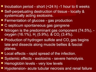  Incubation period - short (<24 h) -1 hour to 6 weeks
 Self-perpetuating destruction of tissue - locally &
systemically acting exotoxins.
 Fermentation of glucose - gas production
 C septicum spontaneous gas gangrene
 Nitrogen is the predominant gas component (74.5%), -
oxygen (16.1%), H2 (5.9%), & CO2 (3.4%).
 Production of hydrogen sulfide and CO2 gas begins
late and dissects along muscle bellies & fascial
planes.
 Local effects - rapid spread of the infection.
 Systemic effects - exotoxins - severe hemolysis.
 Hemoglobin levels - very low levels
 Hypotension- acute tubular necrosis and renal failure
 
