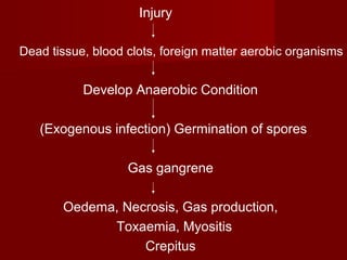 Injury
Dead tissue, blood clots, foreign matter aerobic organisms
Develop Anaerobic Condition
(Exogenous infection) Germination of spores
Gas gangrene
Oedema, Necrosis, Gas production,
Toxaemia, Myositis
Crepitus
 