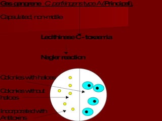 Gasgangrene C. perfringenstypeA(Principal),
Capsulated,non-motile
LecithinaseC-toxaemia
Naglerreaction
Colonieswithhaloes
Colonieswithout
haloes
Incorporatedwith
Antitoxins
 