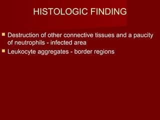HISTOLOGIC FINDING
 Destruction of other connective tissues and a paucity
of neutrophils - infected area
 Leukocyte aggregates - border regions
 