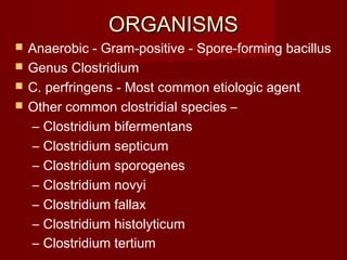 ORGANISMSORGANISMS
 Anaerobic - Gram-positive - Spore-forming bacillus
 Genus Clostridium
 C. perfringens - Most common etiologic agent
 Other common clostridial species –
– Clostridium bifermentans
– Clostridium septicum
– Clostridium sporogenes
– Clostridium novyi
– Clostridium fallax
– Clostridium histolyticum
– Clostridium tertium
 