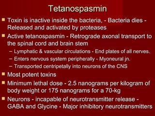 TetanospasminTetanospasmin
 Toxin is inactive inside the bacteria, - Bacteria dies -Toxin is inactive inside the bacteria, - Bacteria dies -
Released and activated by proteasesReleased and activated by proteases
 Active tetanospasmin - Retrograde axonal transport toActive tetanospasmin - Retrograde axonal transport to
the spinal cord and brain stemthe spinal cord and brain stem
– Lymphatic & vascular circulations - End plates of all nerves.Lymphatic & vascular circulations - End plates of all nerves.
– Enters nervous system peripherally - Myoneural jn.Enters nervous system peripherally - Myoneural jn.
– Transported centripetally into neurons of the CNSTransported centripetally into neurons of the CNS
 Most potent toxinsMost potent toxins
 Minimum lethal dose - 2.5 nanograms per kilogram ofMinimum lethal dose - 2.5 nanograms per kilogram of
body weight or 175 nanograms for a 70-kgbody weight or 175 nanograms for a 70-kg
 Neurons - incapable of neurotransmitter release -Neurons - incapable of neurotransmitter release -
GABA and Glycine - Major inhibitory neurotransmittersGABA and Glycine - Major inhibitory neurotransmitters
 