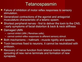 TetanospasminTetanospasmin
 Failure of inhibition of motor reflex responses to sensoryFailure of inhibition of motor reflex responses to sensory
stimulation.stimulation.
 Generalized contractions of the agonist and antagonistGeneralized contractions of the agonist and antagonist
musculature characteristic of a tetanic spasm.musculature characteristic of a tetanic spasm.
 Shortest peripheral nerves - first to deliver the toxin to the CNS,Shortest peripheral nerves - first to deliver the toxin to the CNS,
- early symptoms of facial distortion & back & neck stiffness- early symptoms of facial distortion & back & neck stiffness
 Damaged UMNDamaged UMN
– cannot inhibit LMN ( Renshaw cells),cannot inhibit LMN ( Renshaw cells),
– cannot control reflex responses to afferent sensory stimuli.cannot control reflex responses to afferent sensory stimuli.
 Both mechanisms – hallmark - muscle rigidity and spasms.Both mechanisms – hallmark - muscle rigidity and spasms.
 Toxin becomes fixed to neurons, it cannot be neutralized withToxin becomes fixed to neurons, it cannot be neutralized with
antitoxin.antitoxin.
 Recovery of nerve function from tetanus toxins requiresRecovery of nerve function from tetanus toxins requires
sprouting of new nerve terminals and formation of newsprouting of new nerve terminals and formation of new
synapses.synapses.
 