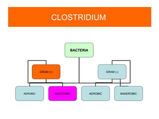 BACTERIA
GRAM (+) GRAM (-)
AEROBIC ANAEROBIC AEROBIC ANAEROBIC
CLOSTRIDIUM
 